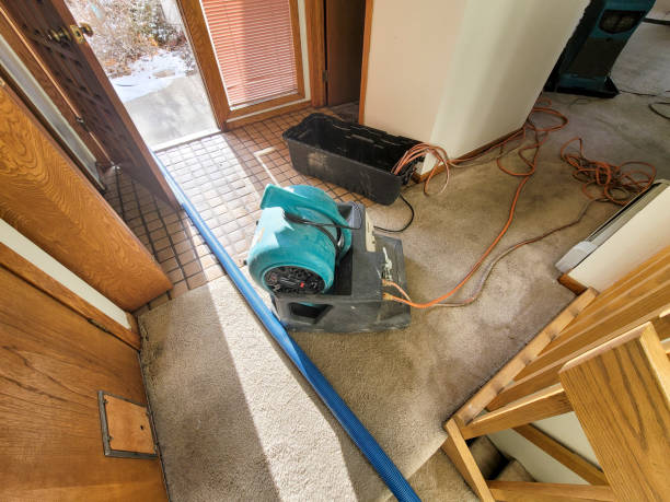 Best Mold removal after water damage  in Van Alstyne, TX